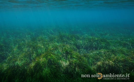 Posidonia oceanica: cos’è e perché è una risorsa da tutelare