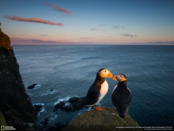 Le migliori foto naturalistiche dell’anno secondo National Geographic