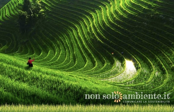 Cina: la prima roadmap per un’ agricoltura più sostenibile