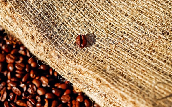 Caffè a rischio, il riscaldamento globale minaccia le piantagioni