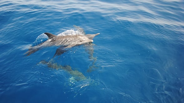 Messico, delfini addestrati per salvare cetacei in via d'estinzione