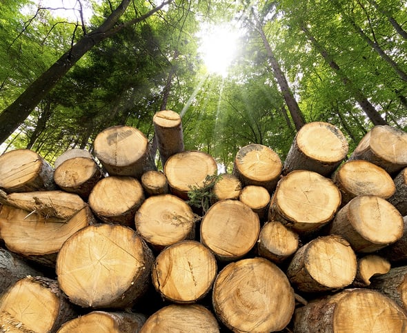 Biomasse: utili per l’ambiente, nocive per la salute?
