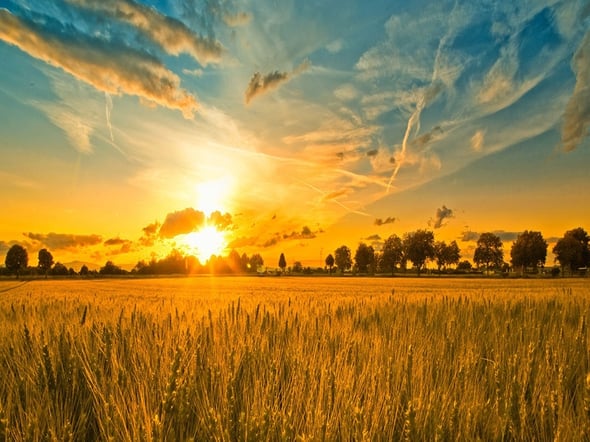 In agricoltura il 40% di risparmio energetico grazie alle tecnologie ‘green’