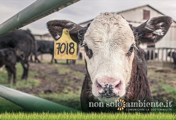 Industria alimentare e CO2: carne e latticini superano il petrolio