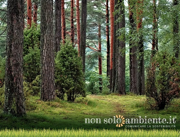 La Romania vittima del disboscamento selvaggio: a rischio il polmone verde d’Europa