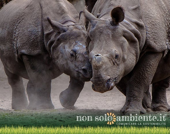Rhino bond, il bond rinoceronte per tutelare la specie a rischio di estinzione