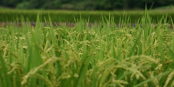Ecostorie di giovani innovatori: i mattoni di riso di Bisman Deu