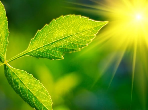 Aumenta la fotosintesi: è un bene o un male?