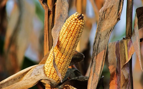 Organismi geneticamente modificati in agricoltura: in Europa c'è chi dice no