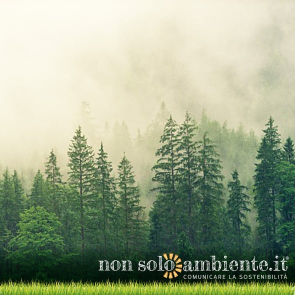 Crescono i boschi in Italia, dibattito aperto sui pro e contro